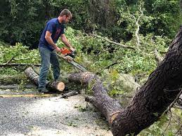 Best Tree Risk Assessment  in Bay Pines, FL