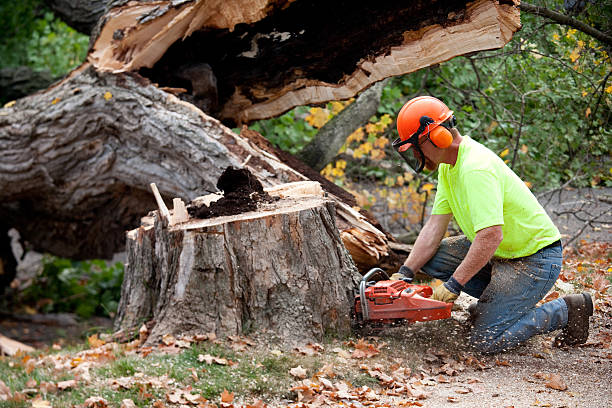 Bay Pines, FL Tree Removal Company