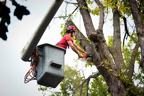 Best Root Management and Removal  in Bay Pines, FL